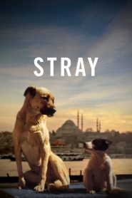 Stray (2020) Türkçe izle