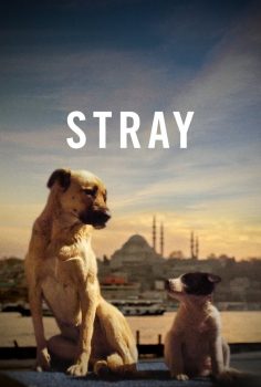 Stray (2020) Türkçe izle